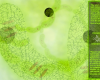 atomc_3